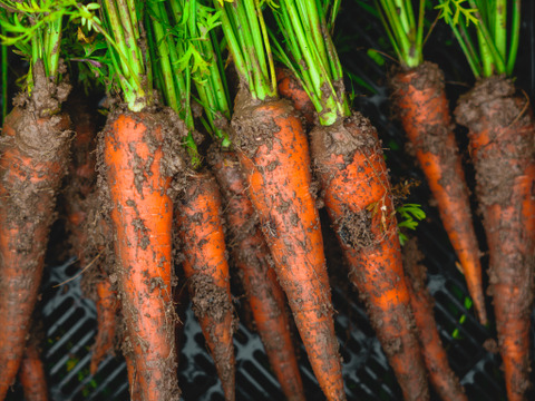 【６月の有機野菜】　有機JAS認証　オーガニック野菜　Ⅿセット
（静岡県内最大の有機野菜農園　しあわせ野菜畑の６月の有機野菜セット）
