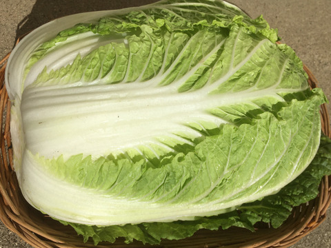 デッカイ白菜3～4kg×3玉(送料お得