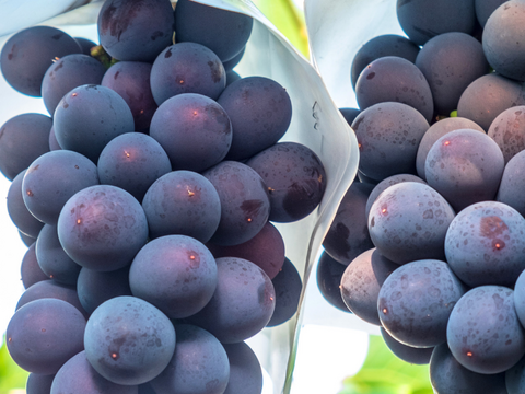 秋田県産 ピオーネ 2パック 葡萄 ぶどう  種なし 甘い 皮ごと食べられる 高級フルーツ ギフト 贈答 家庭用 人気 旬の葡萄 高級フルーツ 送料無料 ギフト 贈答 家庭用 敬老の日