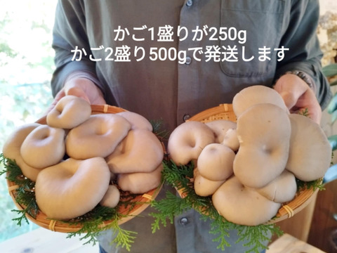 今が旬！肉厚ジューシー『原木ひらたけ』250g ×2P