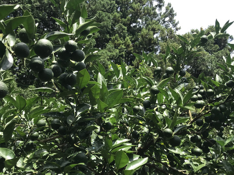 BIG！すだち【特別栽培・5kg箱】神山町からお届け：徳島県産のみかん