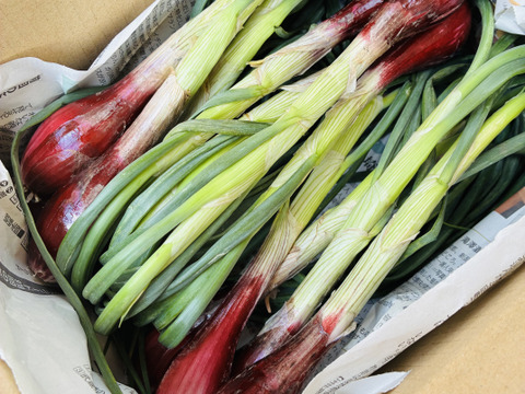 【朝どれ】赤くて大きならっきょう『越のレッド』1kg 栽培期間中農薬化学肥料不使用