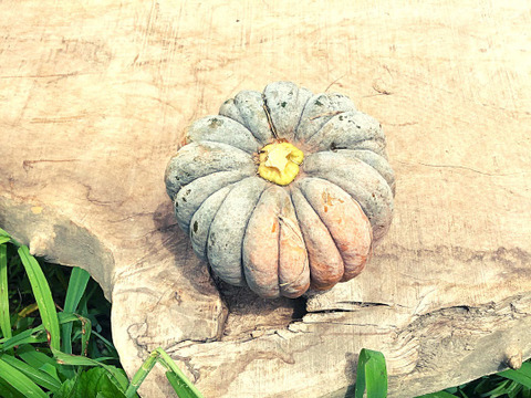 5kg自然栽培のかぼち固定種セット🎃東京南瓜　バターナッツ　日本かぼちゃ　農薬不使用！無肥料！