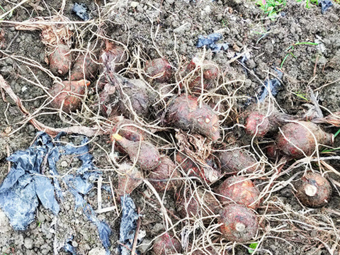農家直送！セレベス(赤目芋)の里芋：2kg M~LLサイズ※参考写真は1kgです
