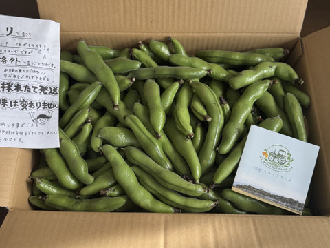 ＜訳あり＞だけど味は一級品！5月発送 春の味覚農家直送！甘くてしっとり房州そら豆4キロ。