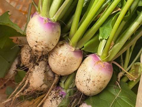 【数量限定】あやめ雪カブ　10玉入り