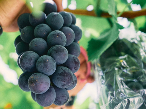 【初秋ギフト】泉州ぶどう2色セット シャインマスカット＋藤稔