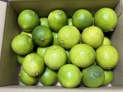 【お買得】香りが良いタヒチライム2kg★防腐剤・ワックス不使用、農薬節減★無選別お徳用