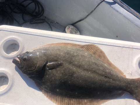 【活き締め】天然ヒラメ2〜3kg 刺身用