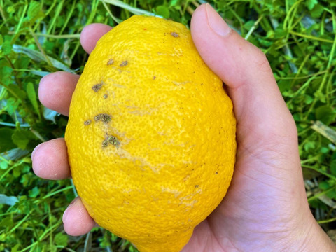 The citrus【LEMON】熱海レモン 約4kg