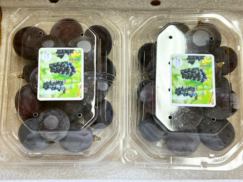 秋田県産 ピオーネ 2パック 葡萄 ぶどう  種なし 甘い 皮ごと食べられる 高級フルーツ ギフト 贈答 家庭用 人気 旬の葡萄 高級フルーツ 送料無料 ギフト 贈答 家庭用 敬老の日