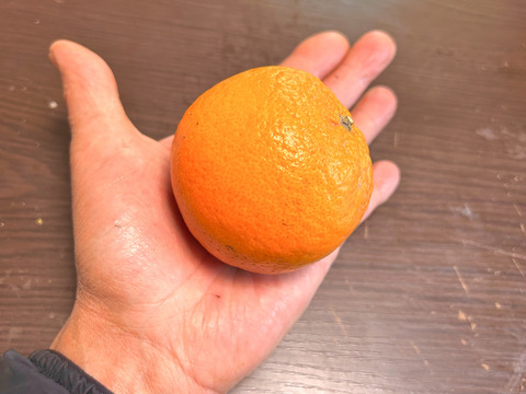 完熟タンカン（贈答用5kg）