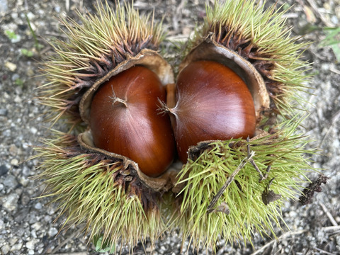 いずみん様　生栗　10キロ② 栗 茨城県 生栗 くり クリ 送料無料 菊地さんちの 無燻蒸 生栗
