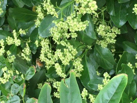 初夏のハチミツさん　160g