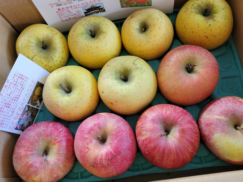 どっちがお好き第2弾！！完熟サンふじ＆シナノゴールドのアソート 　 訳あり家庭専用お買い得コース　当園人気ナンバー2企画
　お徳用3キロコース　9個から11個入り