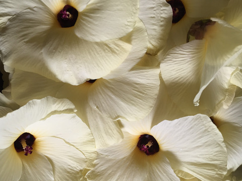 夏の旬❇︎❇︎❇︎　花オクラ（トロロアオイ）でお花を楽しむ♫（エディブルフラワーです）１5個前後
