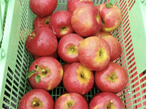 りんご アニーエリザベス (A品2㎏)