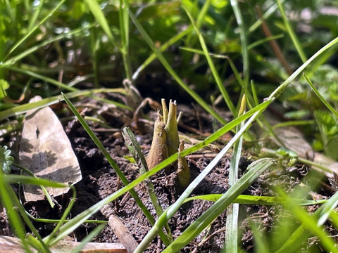 【2026年産】旬の天然タケノコ2kg（富山県氷見産 / ふるさと納税可）/ 栽培期間中、農薬・化学肥料・除草剤不使用［朝掘り採れたて発送］