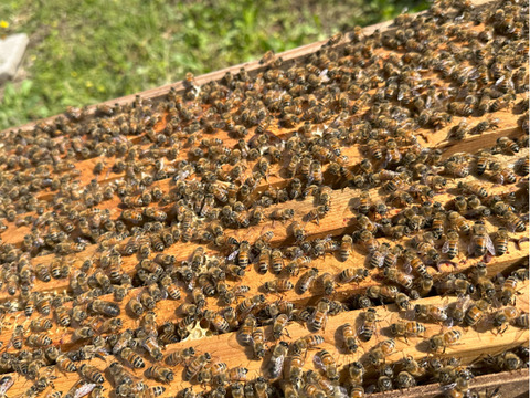 蜂蜜『宇都宮産ミルフィオーリNo.4』120g　（4月蜜）