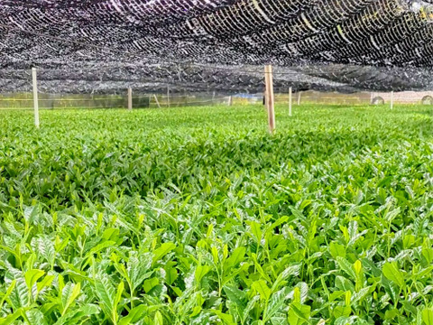 舞鶴抹茶｜一番茶・石臼挽き 【40g】