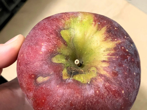 味のバランス良し！りんご 春紅玉 (キズ有B品５㎏)