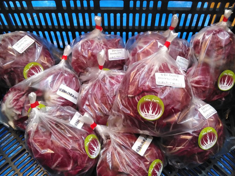 【珍しいイタリア野菜】赤チコリ（トレビス）４個売り（200g以上×４個）