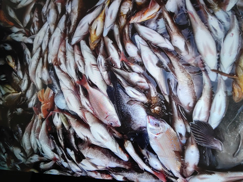 小泊産！チダイ2k【大、小込】