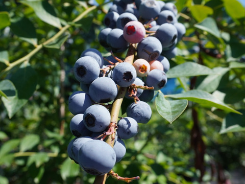 【びっくりする美味しさ】今が旬の樹上完熟ブルーベリー３００ｇ。