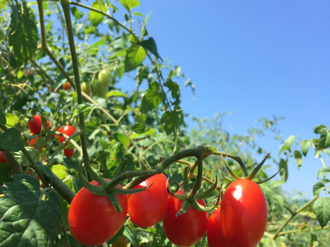 子どもに大人気★８種類のカラフルミニトマトミックス（たっぷり1kg）