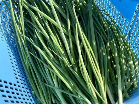 わけぎ1kg 農薬・化学肥料不使用 分葱/小ねぎ