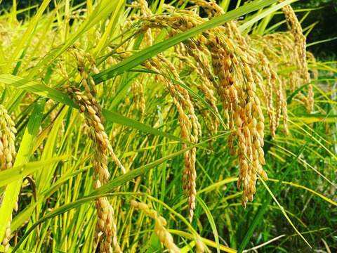 R8年産 新米】農薬不使用・自然栽培米コシヒカリ（玄米）5kg：富山県産