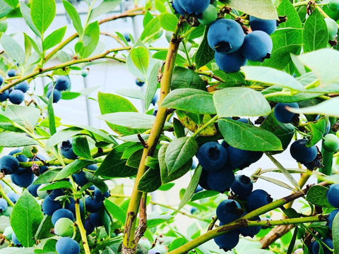 牧場ミルク×茨城県産ブルーベリー｜ブルーベリーミルクアイス6個