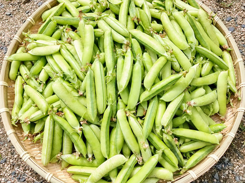 常温便 うすいえんどうとツタンカーメンの詰め合わせ1 2kg 岡山県産の野菜 食べチョク 産地直送 産直 お取り寄せ通販 農家 漁師から旬の食材を直送