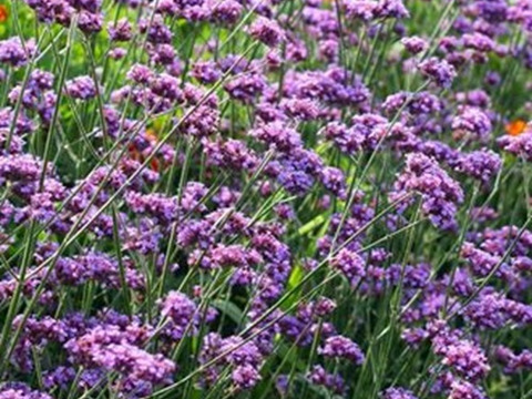 2個セット バーベナ ボナリエンシス バニティ  宿根草 多年草 花壇苗 イングリッシュガーデン