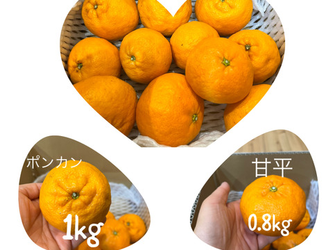 【食べ比べ】数量限定!！平均糖度16度の甘平✖️ポンカン🍊吉本農園の❝甘平❞ （かんぺい）0.8kg・ポンカン1kg