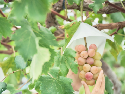 【ぶどうジャム食べ比べ】甘さが凝縮！泉州黒ぶどうとクインニーナのジャムの２種セット