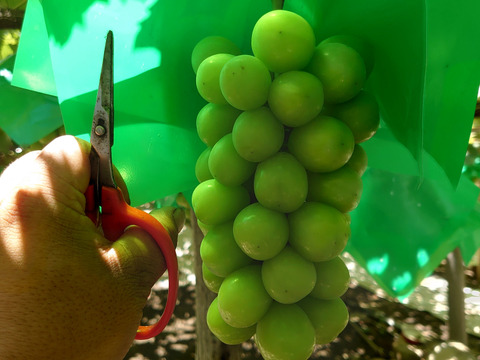 糖度18度以上！！山梨県笛吹産「シャインマスカット」550g以上×2房