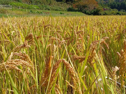 ハッピーヒル　５ｋｇ　自然栽培　天日干し　農薬不使用