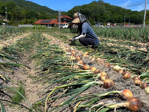 玉ねぎセット！『やみつききゅうり』！いっぱい！【夏限定販売】農薬不使用！自然の野菜