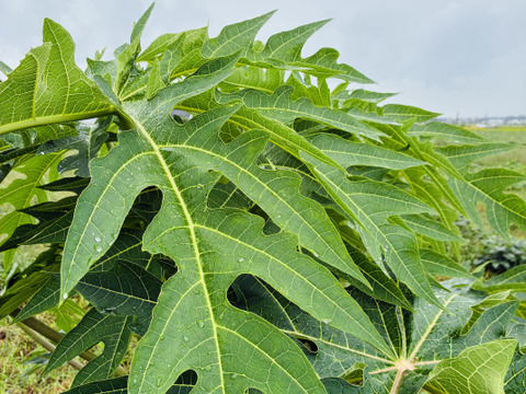 酵素たっぷりパパイヤ葉茶＊(1.5×8包)×3袋＊栽培期間中農薬•化学肥料不