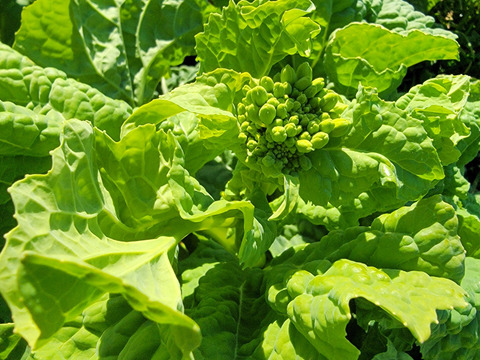 菜の花（3kg）朝採り直送！！