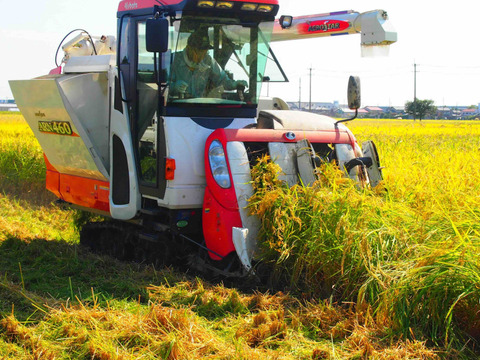 新潟県産コシヒカリ 10kg  こしひかり 令和7年産