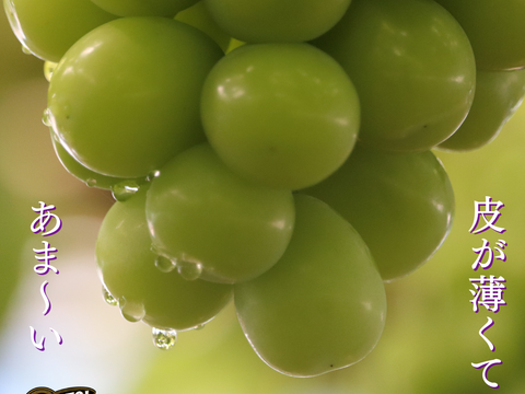 甘々シャインマスカット2房1.2kg★8月発送【お徳用】岡山県産◎農家直送