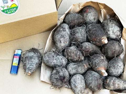 農家直送✅セレベス(赤目芋)の里芋🎁2kg M~LLサイズ(大きめの里芋❗️