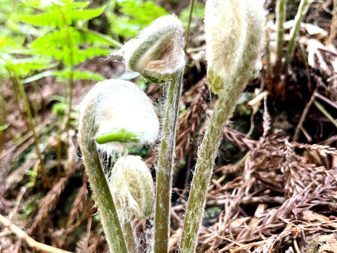 国産天然なめこ+天然ぜんまい水煮 各1袋  山形産