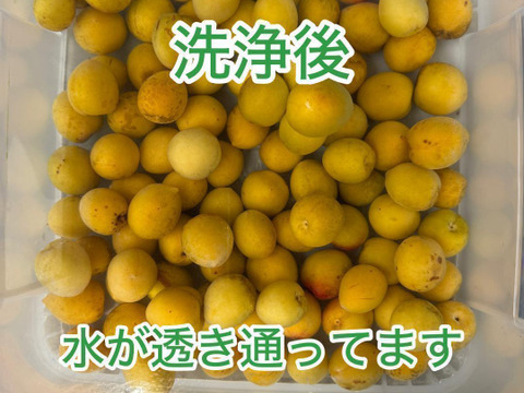 農家が無農薬で栽培　梅7.7キロ　箱込み　梅の実　うめ 自然栽培 完熟梅（ありがうめ） 1.7kg 下処理不要で梅仕事なんと