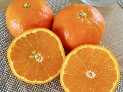 ジューシーさダントツ！ セミノール〔贈答にもどうぞ〕約5kg