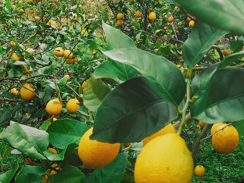 完熟 平戸島レモン
家庭用（B級品） 5キロ【長崎県平戸島産】