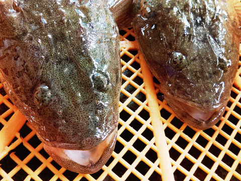 高級魚 あがりマゴチ 2kg以上 2 3本 煮魚に 真鯒 真ゴチ 死んでしまったコチ 焼き魚 刺身 お刺身 宮城県産 日にち指定不可 宮城県産 食べチョク 農家 漁師の産直ネット通販 旬の食材を生産者直送 高級魚 あがりマゴチ 2kg以上 2 3本 煮魚に 真鯒 真ゴチ 死んでしまったコチ 焼き魚 刺身 お刺身 宮城県産 日にち指定不可 宮城県産 食べチョク 農家 漁師の産直ネット通販 旬の食材を生産者直送