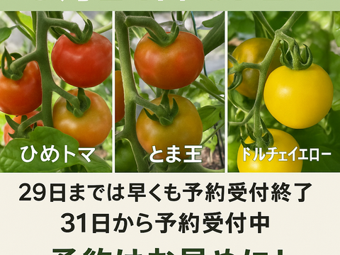 【お試し価格・１日５セット限定】中玉、フルーツミニトマト３種類の食べ比べ各３パック(ひめトマ、とま王、ドルチェイエロー)　平均糖度10度超え　９パック　独自の栽培技術が生み出す独特の触感と甘さ